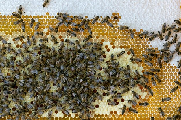 Plaster miodu pełen pszczół Koncepcja pszczelarstwa Pszczoły w plastrze miodu