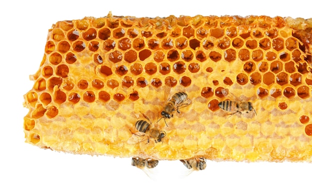 Plaster miodu z pszczołami na białym tle