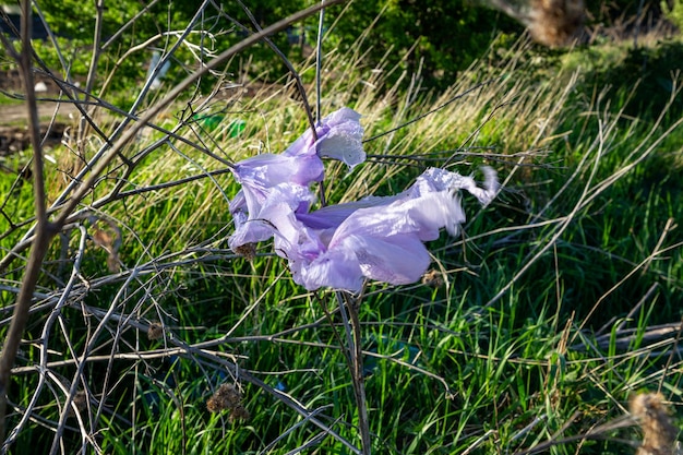 Plastikowa torba w przyrodzie utknęła na gałęziach krzewów i drzew Światowe problemy z ekologią na ziemi