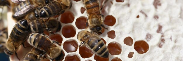 Plastry miodu pszczół z wieloma pszczołami i miodem zbliżenie koncepcja pszczelarstwa i pasieki