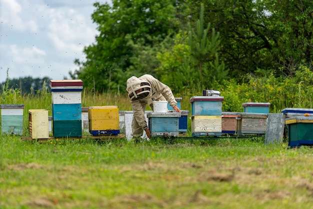 Zdjęcie plastry pszczelarskie na krajobrazach. miód zdrowy produkt spożywczy. pszczelarz zbierający miód. pszczelarstwo ekologiczne