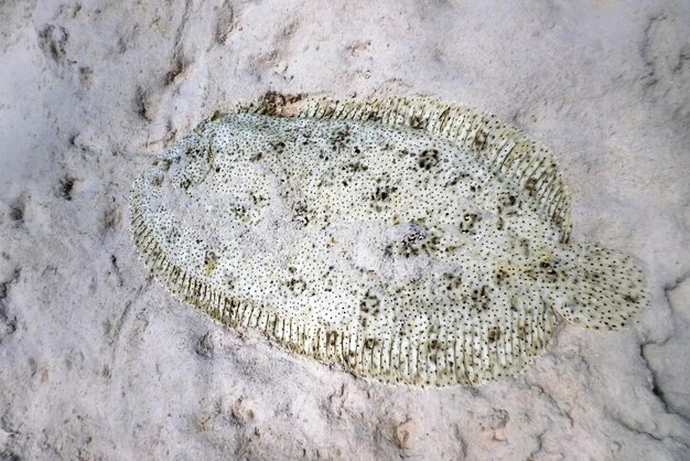 Zdjęcie płastuga bez płetw zakamuflowana na piaszczystym dnie morskim pardachirus marmoratus wody tropikalne