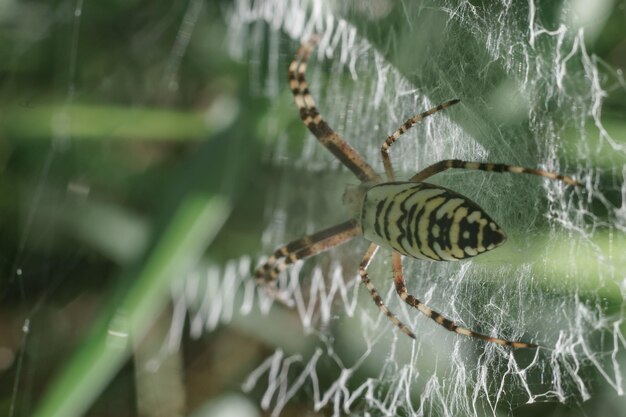 Płaszcz pająka lub pająka na naturalnym tle Krople rosy na pająku