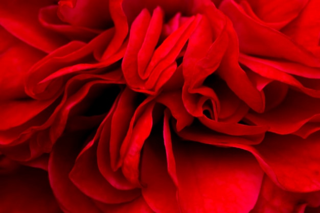 Płatek rosered kwiat róży w pełnym rozkwicie w gospodarstwie selektywne płatki focusmacro rose