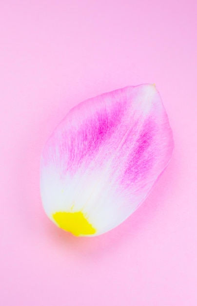 Płatek różowego tulipana na różowym tle Minimalizm piękna naturalna tapeta Koncepcja starzenia się człowieka Naturalne kosmetyki ekologiczne Różne zmiany w życiu człowieka Skopiuj przestrzeń z bliska