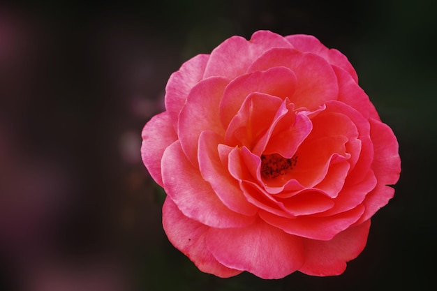 Płatki delikatnej różowej róży szepczą do siebie