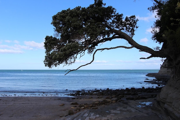 Zdjęcie plaża auckland nowa zelandia