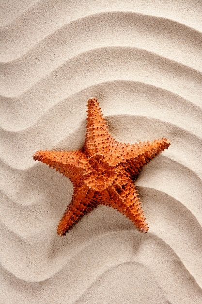 plaża biały falisty piasek rozgwiazda letnie wakacje