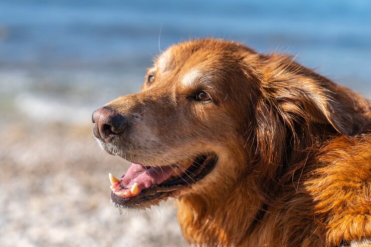 Plaża dla psów El Xarco w Villajoyosa z golden retriever, Alicante, Hiszpania.