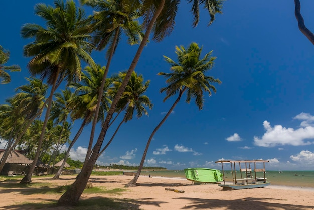 Plaża. Japaratinga, Alagoas, Brazylia, 07 stycznia 2022. Gaj kokosowy i łódź na plaży.