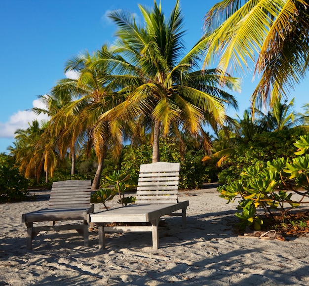 Zdjęcie plaża latem w tle