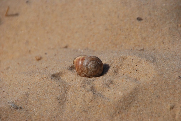 Plaża muszelkowa i piaszczysta