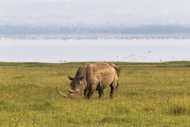 Plaża Nakuru. Nosorożec biały, Kenia
