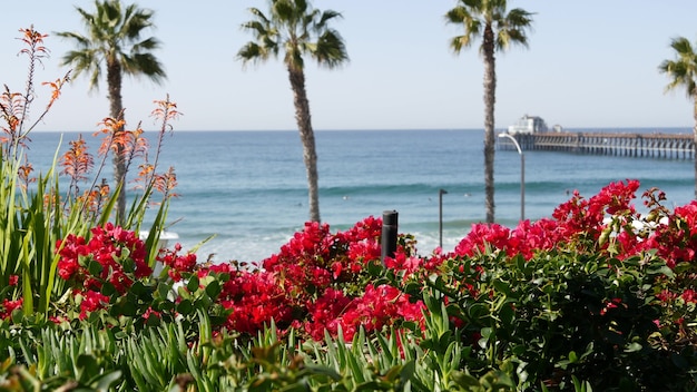 Plaża Oceanu Spokojnego, Palmy, Kwiaty I Molo. Słoneczny Dzień, Tropikalny Kurort Na Nabrzeżu. Punkt Widokowy Nad Oceanem W Pobliżu Los Angeles W Kalifornii W Usa. Letnie Wybrzeże Morskie, Estetyczny Krajobraz I Błękitne Niebo.