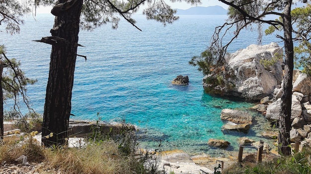 Plaża Oludeniz Turcja drzewo widzi góry