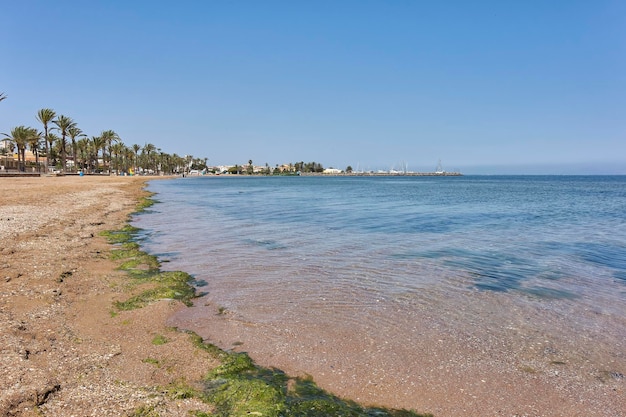 Plaża w rejonie Mar Menor zabrudzona wieloma zielonkawymi algami, które powodują zjawisko niedotlenienia w morzu powodując katastrofę ekologiczną