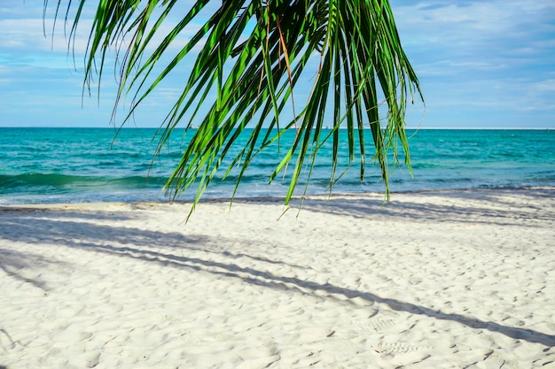 Plaża w Sihanoukville Palmy i niebieskie morze