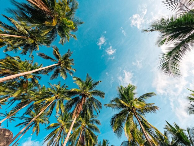 Plaże I Palmy Kokosowe Na Tropikalnej Wyspie