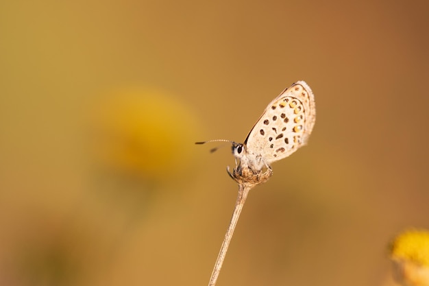 Plebejus argus lub motylek o małym pysku to gatunek motyla z rodziny lycaenidae