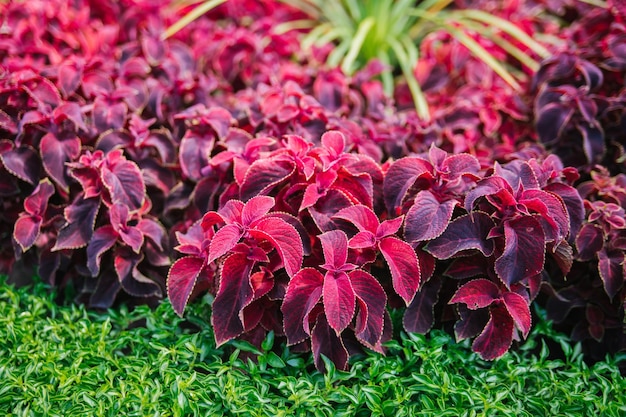 Plectranthus scutellarioides Coleus Scutellarioides to gatunek rośliny kwitnącej jedno z tradycyjnych ziół leczniczych Dekoracja ogrodu w parkuJasne bordowe liście