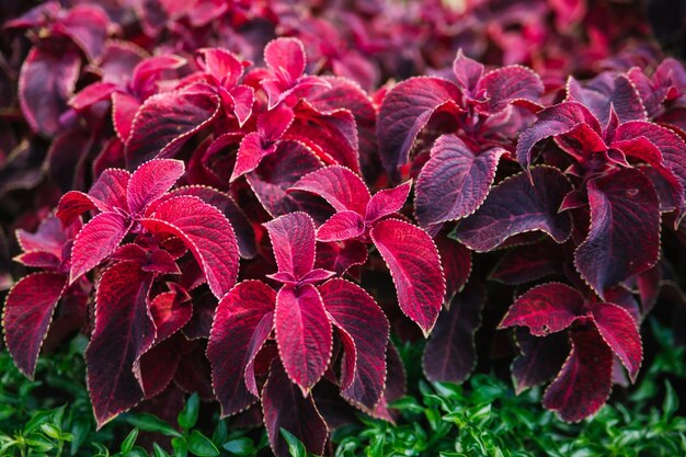 Plectranthus scutellarioides Coleus Scutellarioides to gatunek rośliny kwitnącej jedno z tradycyjnych ziół leczniczych Dekoracja ogrodu w parkuJasne bordowe liście