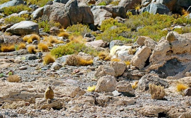Plecy góry Viscacha siedzącej na skale na suchej pustyni w departamencie Potosi w Boliwii
