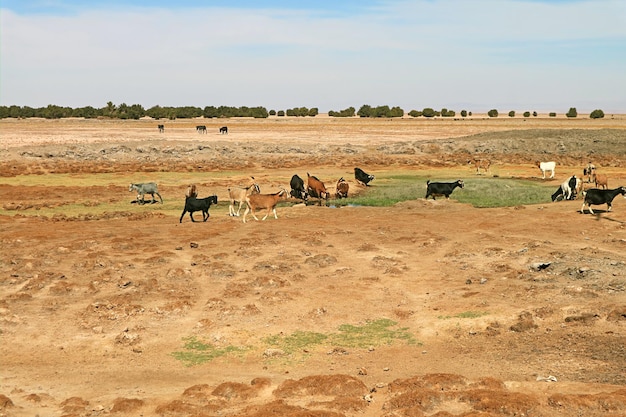 Plemię kóz pasących się wokół bagien suchego pola pustyni Atakama w północnym Chile