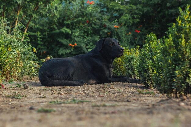 Plenerowy Portret Piękny Czarny Labradora Obsiadanie W Ogródzie. Zwierzęta Na Ulicy. Przyjaciel Człowieka. Przewodnik.