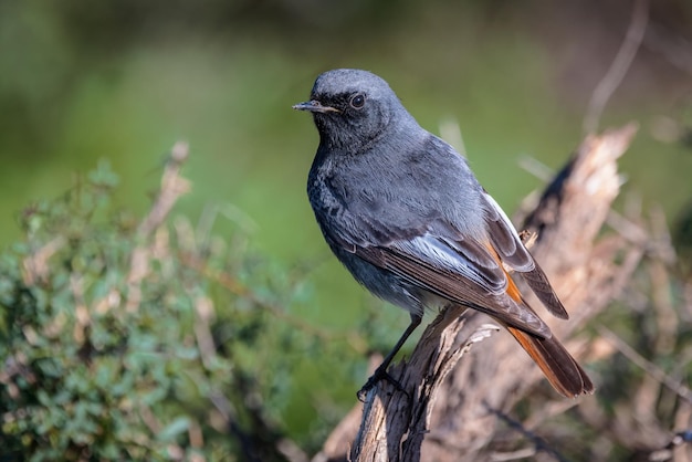 Pleszka Czarna (phoenicurus Ochruros). Mężczyzna.