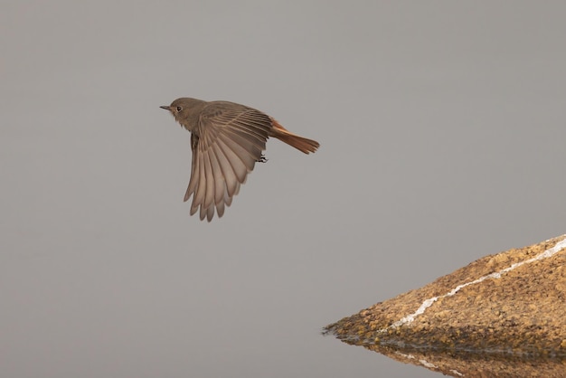 Pleszka Czarna (phoenicurus Ochruros).