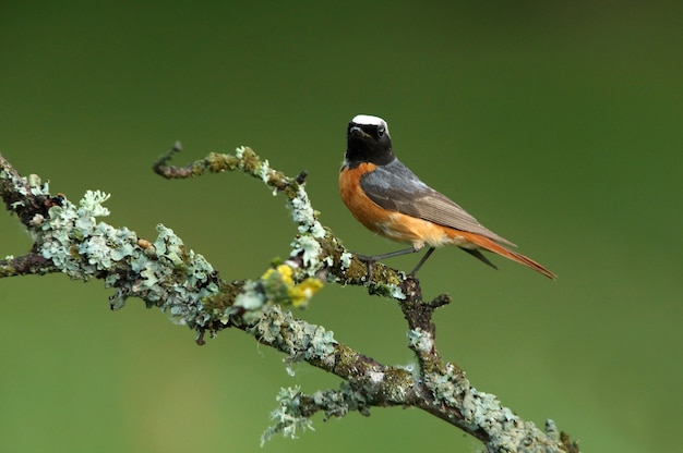 Pleszka Zwyczajna, Phoenicurus Phoenicurus