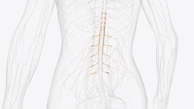 Zdjęcie plexus lędźwiowy u człowieka powstaje z nerwów kręgosłupowych t12, l1, l2, l3 i l4