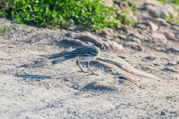 Pliszka biała (Motacilla alba) Słodki ptaszek