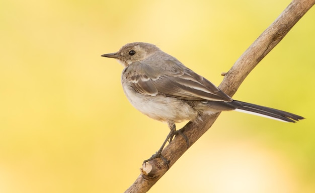 Pliszka siwa Motacilla alba Młody ptak siedzi na gałęzi wczesnym rankiem