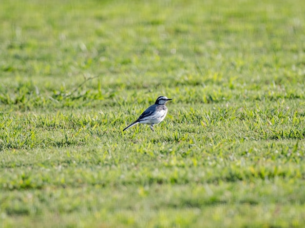 Pliszka siwa (Motacilla alba) na skoszonym trawniku w Jokohamie