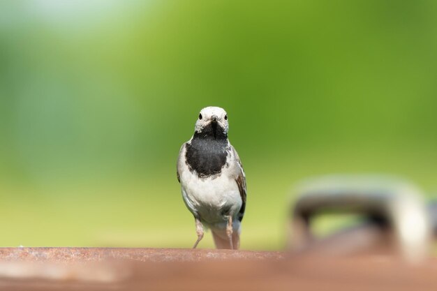 Pliszka siwa Motacilla alba