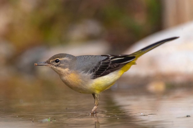 Pliszka siwa Motacilla cinerea Malaga Hiszpania