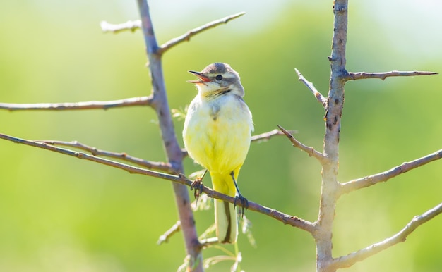 Pliszka żółta Motacilla flava Ptak siedzi na gałęzi i śpiewa