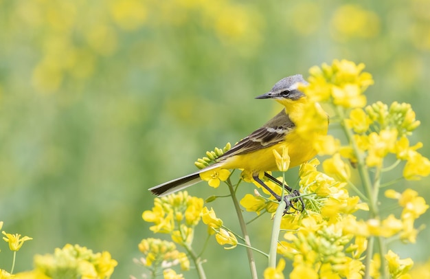 Pliszka żółta Motacilla flava Ptak siedzi na polu kwitnącego rzepaku