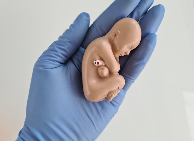 Płód Jest Embrionem Dziecka Na Zbliżenie Dłoni W Rękawiczce