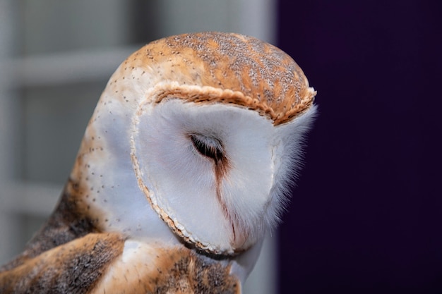 Płomykówki (rodzina Tytonidae) to jedna z dwóch rodzin sów, druga to prawdziwe sowy lub typowe sowy, Strigidae..