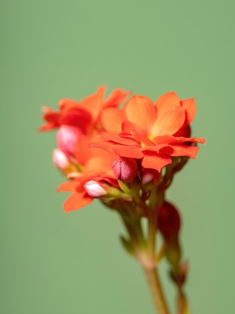 Płonąca Katy Red Flower z gatunku Kalanchoe blossfeldiana z selektywnym skupieniem