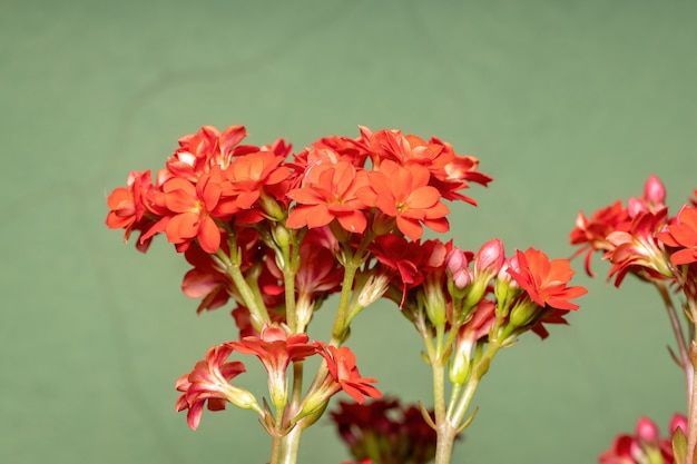 Płonąca Katy Red Flower z gatunku Kalanchoe blossfeldiana z selektywnym skupieniem