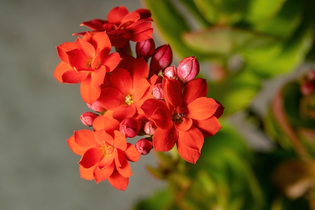 Płonąca Katy Red Flower z gatunku Kalanchoe blossfeldiana z selektywnym skupieniem