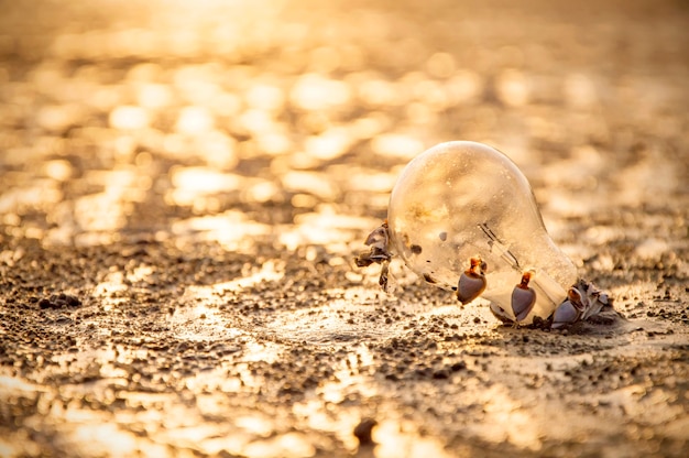 Płonąca żarówka na plaży z zmierzchem