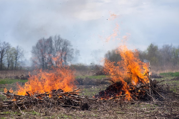 Płonące łodygi kukurydzy w ogrodzie