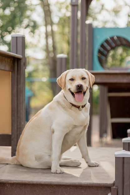 Płowy Labrador Retriever Jest Zaangażowany Na Boisku Treningowym, Którym Jest Labrador Retriever