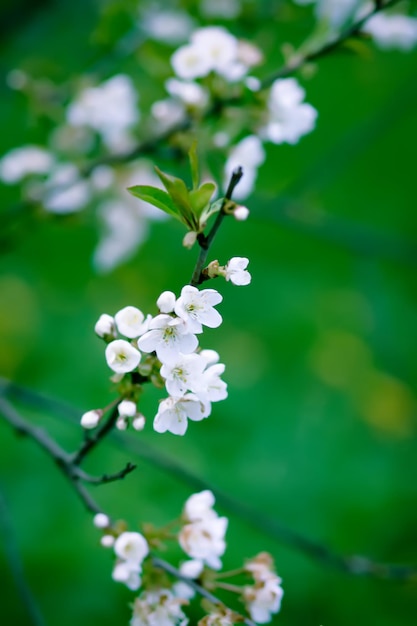 Plum drzewa kwiaty w parku wiosną Pi?kna przyroda w tle Wiosna na terenach wiejskich