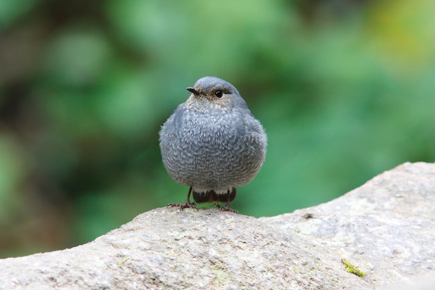 Plumbeous Water Redstart Piękne Kobiece Ptaki Z Tajlandii