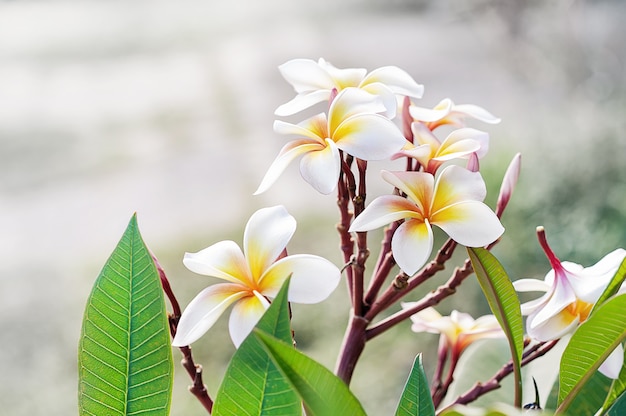 Plumeria kwiat na Frangipani drzewie